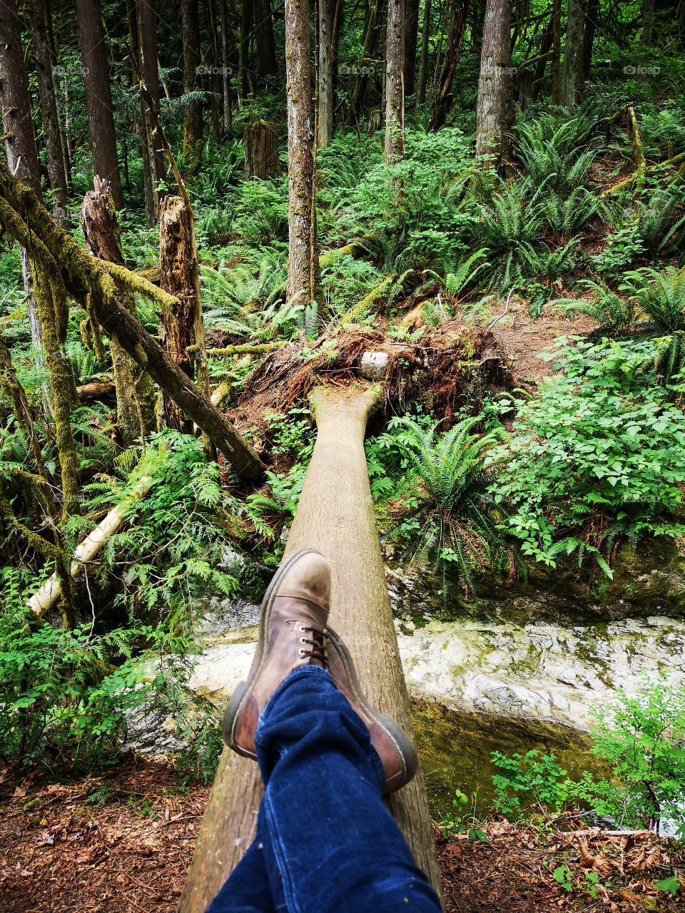 relaxing on a fallen tree over a creek in the forest