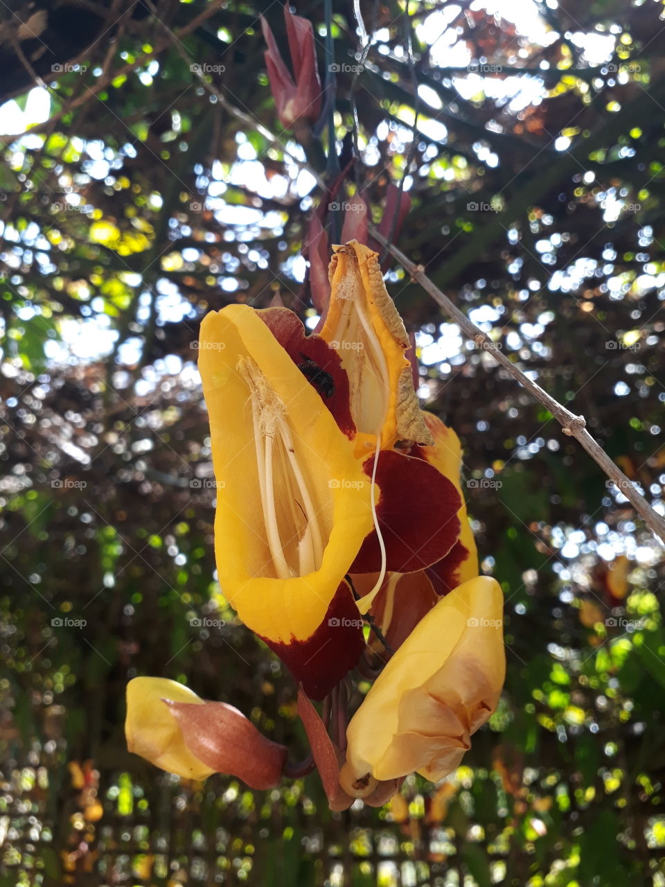 Passion fruit flower!