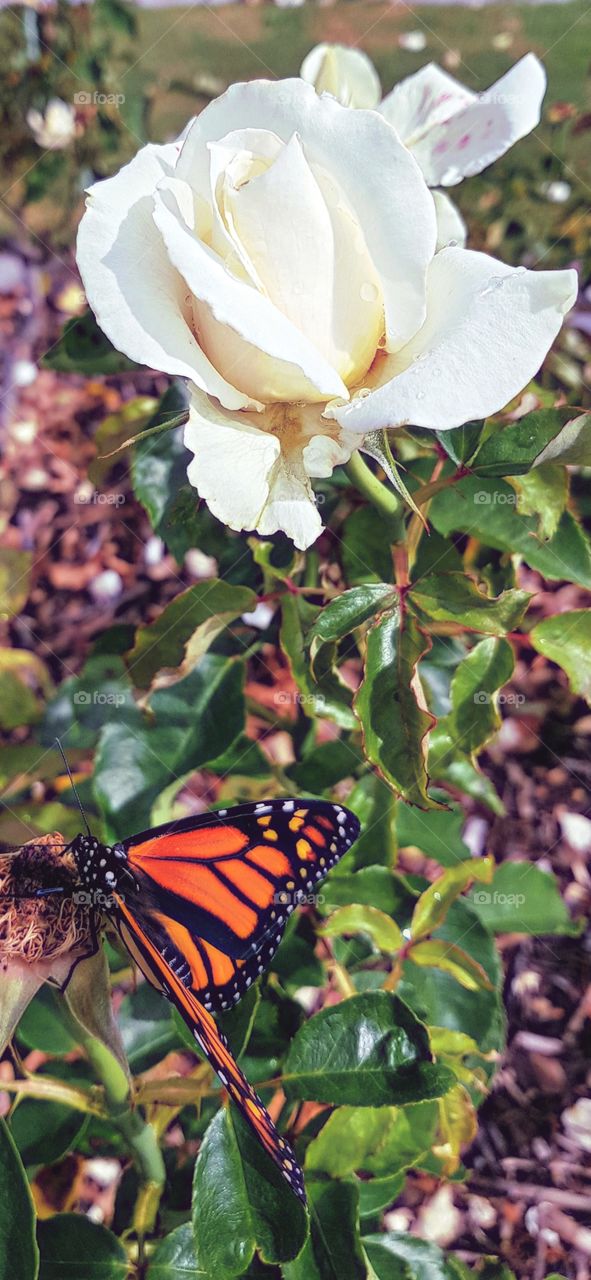 Butterfly captured nestled on an old dead flower head. Instantly bring picture to life Next to a beautiful off white and minute pink.