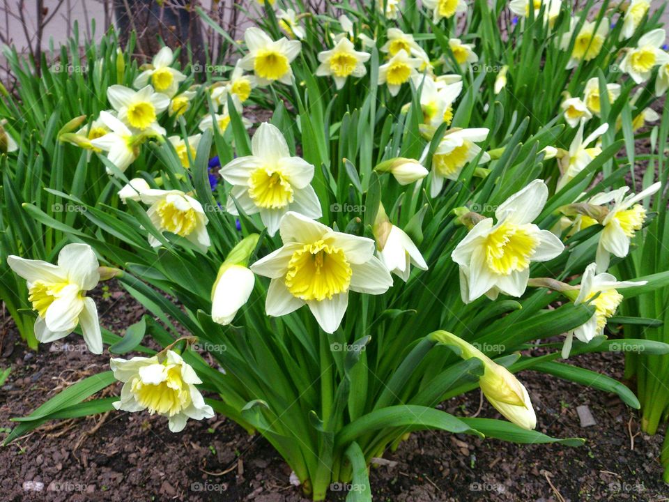 daffodils . daffodils 