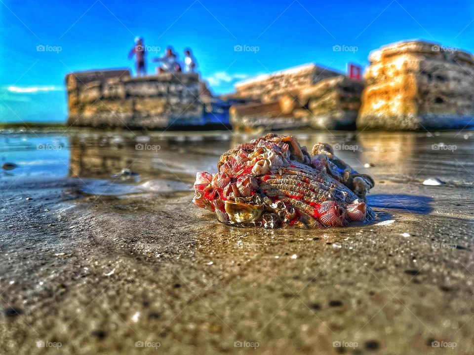 Seashell on he beach