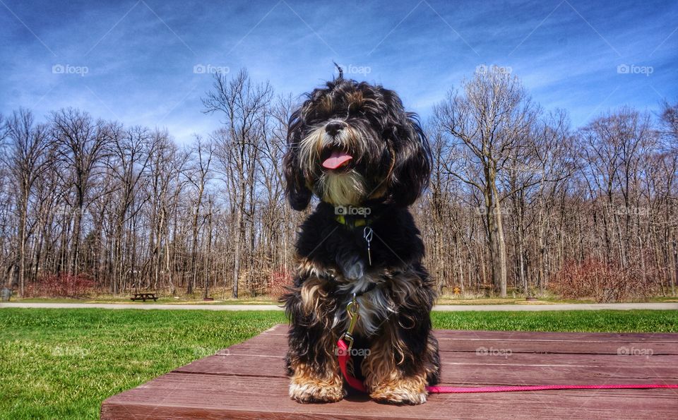 Portrait of dog with sticking out tongue