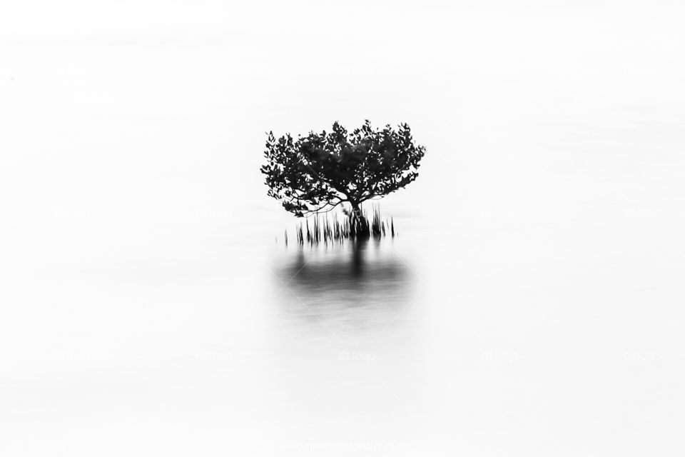 Alone Mangrove Tree in a bay area..