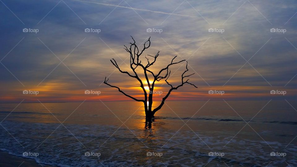 Bare tree in sea