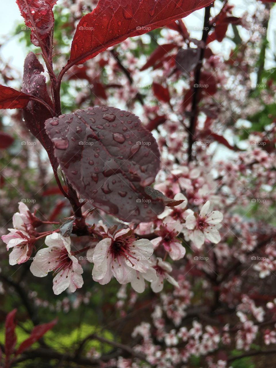Cherry blossom tree getting some nourishment from the rain. Close up of the rain drops on the leaves. 