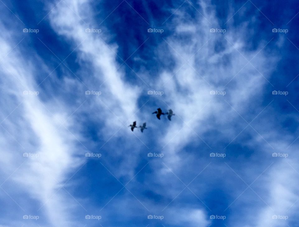 Pelicans in Flight