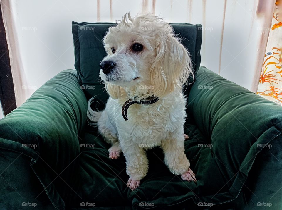 white dog in the green armchair
