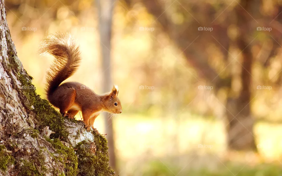 wildlife