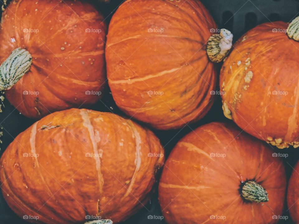 orange colored pumpkins 