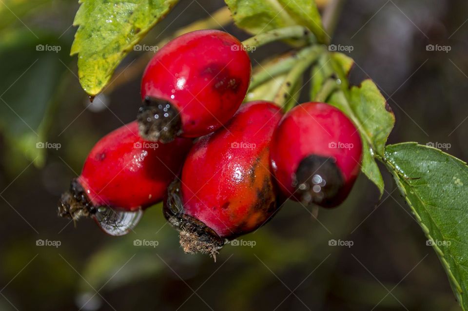 Rose hip.