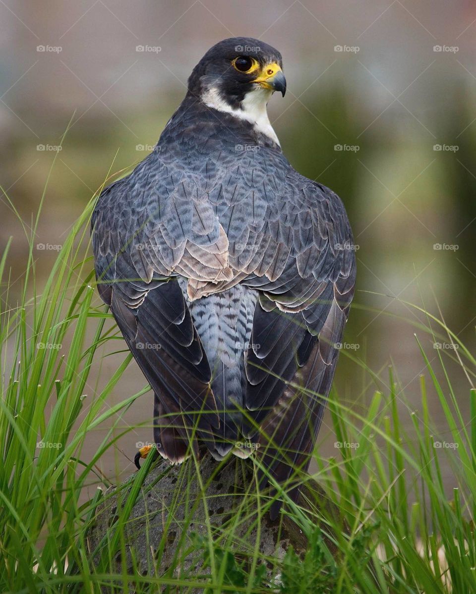 White Headed Vulture