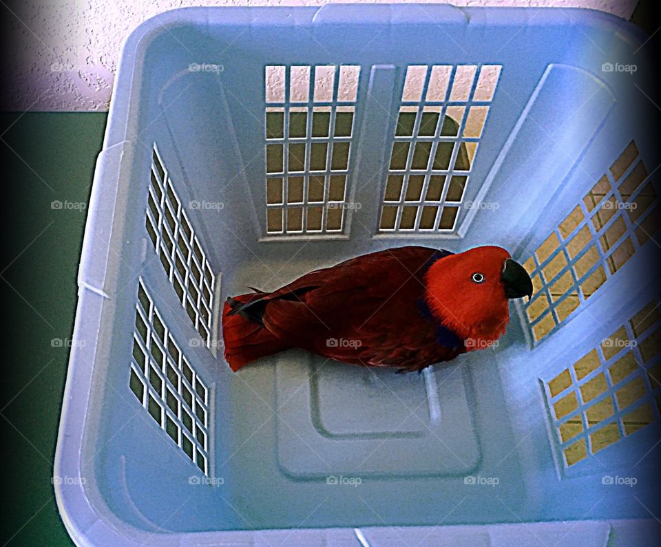 Parrot in a basket
