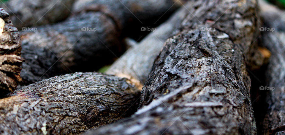 Close-up of tree trunk