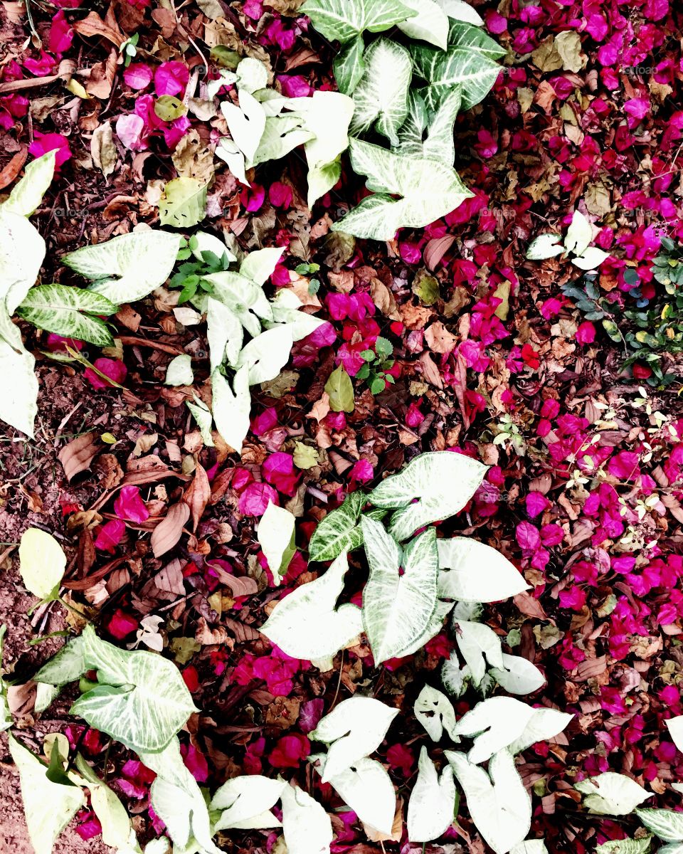 Nosso chão florido - #flores e #folhas aos montes embelezando nosso jardim!
🌹 
#natureza #inspiração #fotografia #beleza #jardinagem 