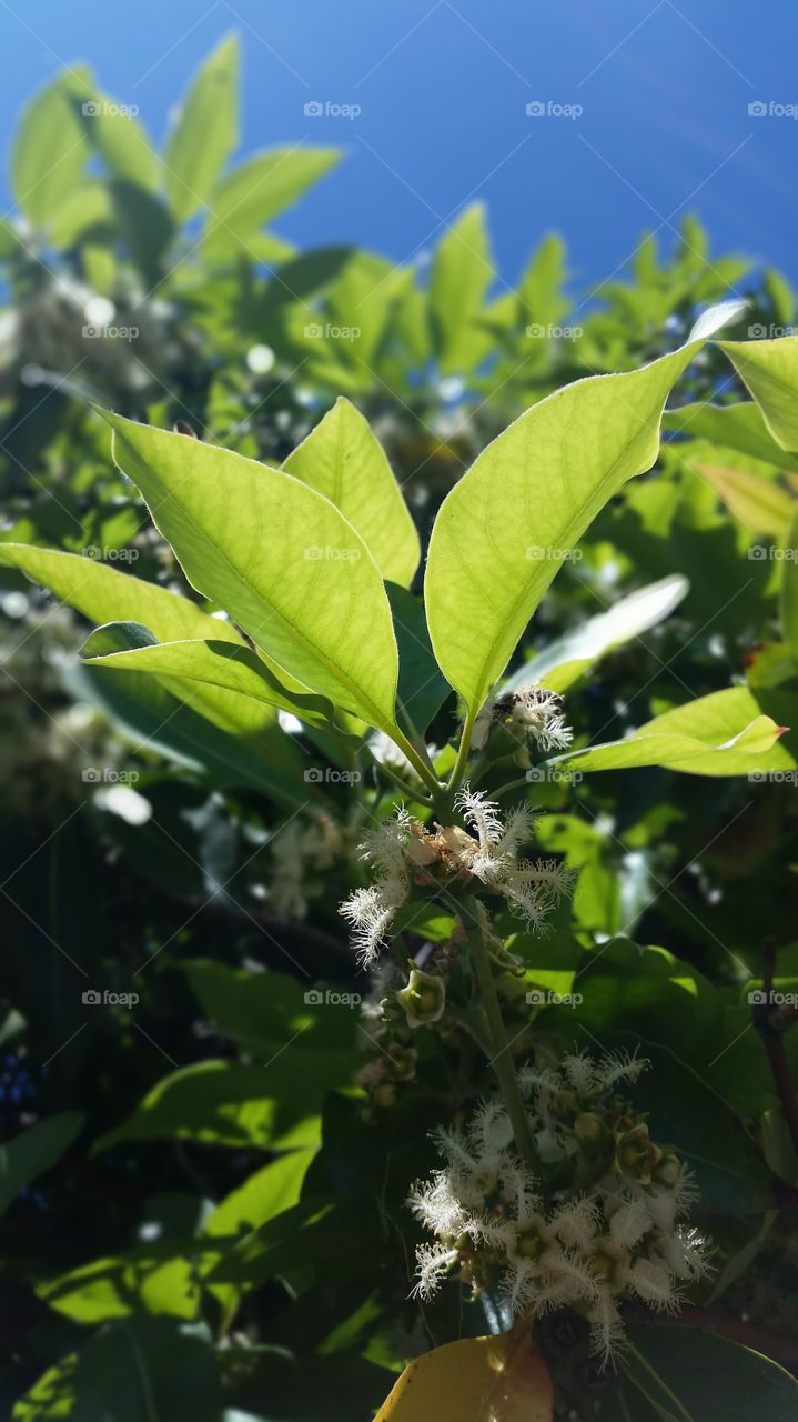 Bees on a flowering branch