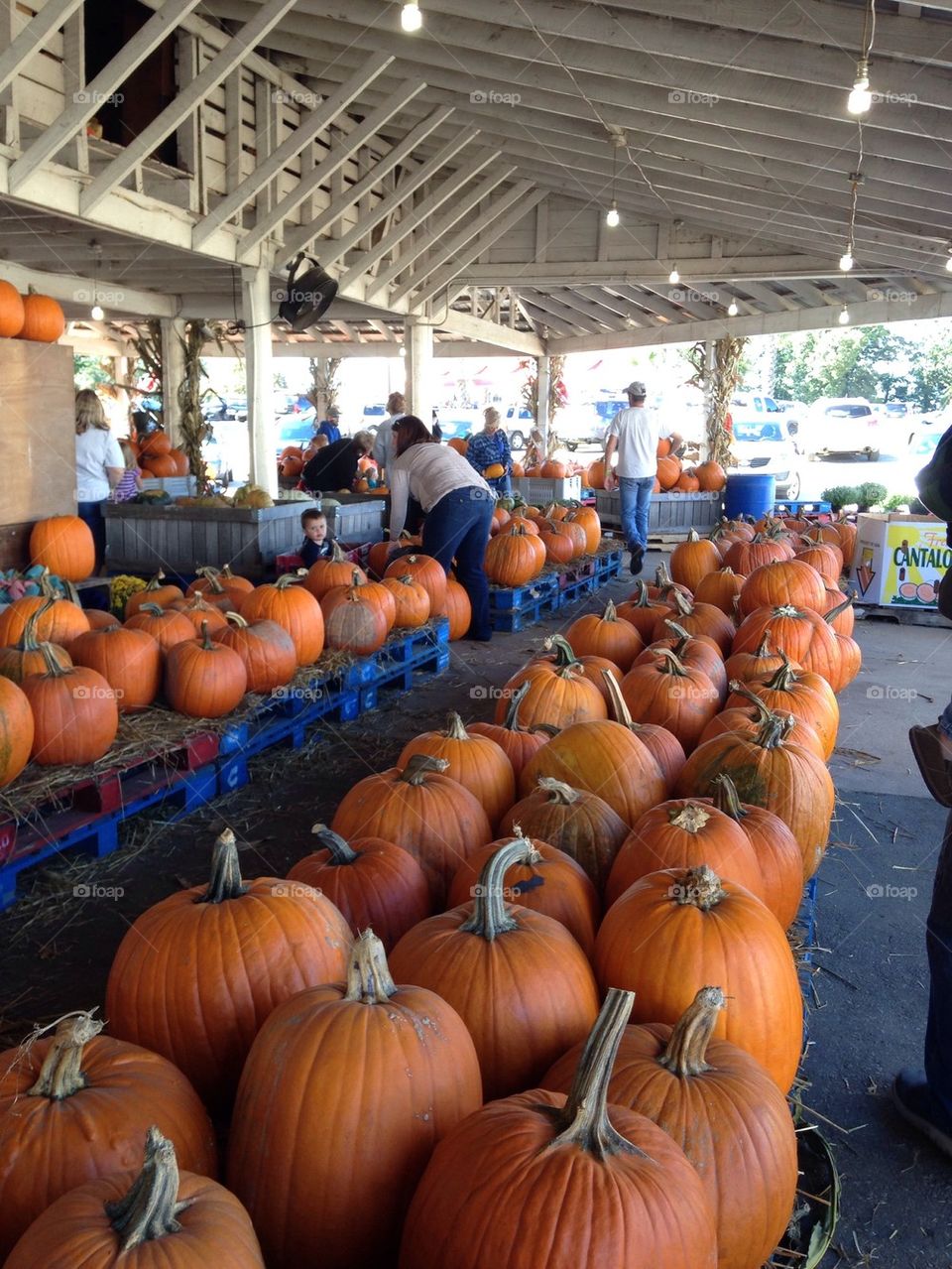 So many pumpkins!!