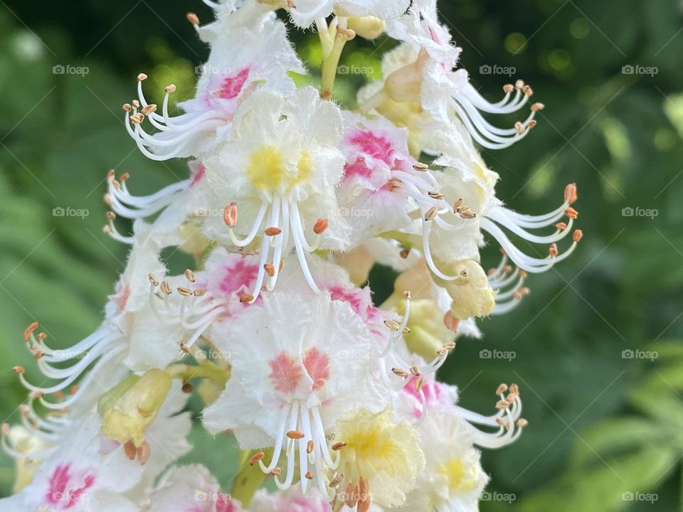 A close up of a Flower 
