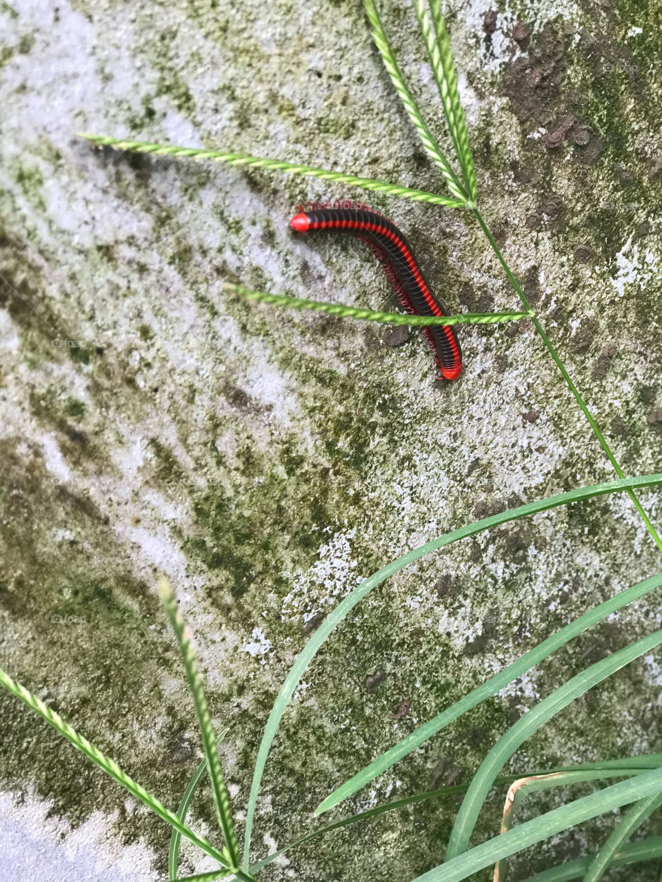 Red caterpillar