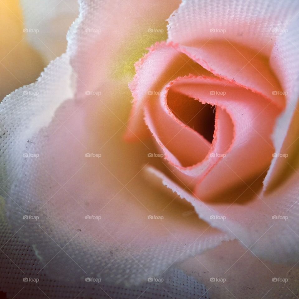 Close up  flower 