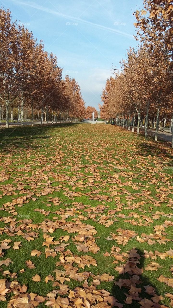 El paisaje de parque 