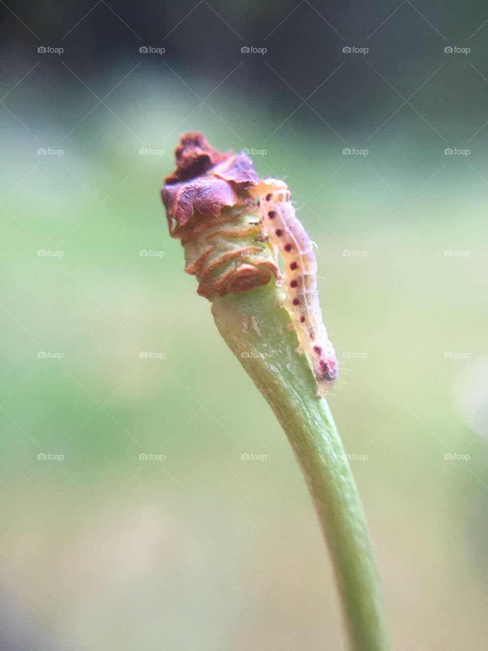 Tiny caterpillar 