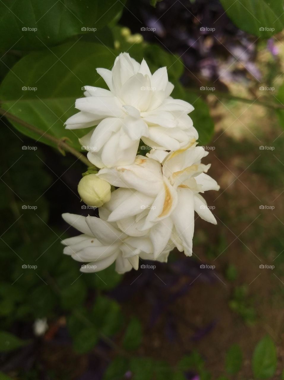 white flower seasonal fresh looks very beautiful generally found everywhere shurb
