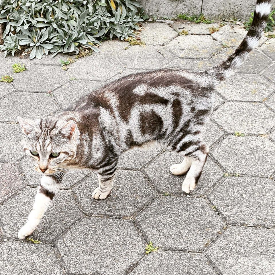 Mein Hund und meine Katzen