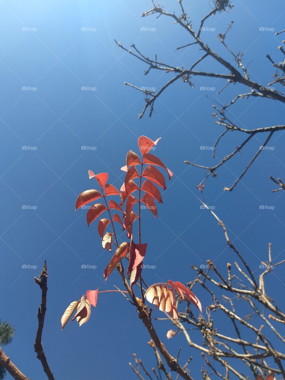 autumn leaves and blue sky
