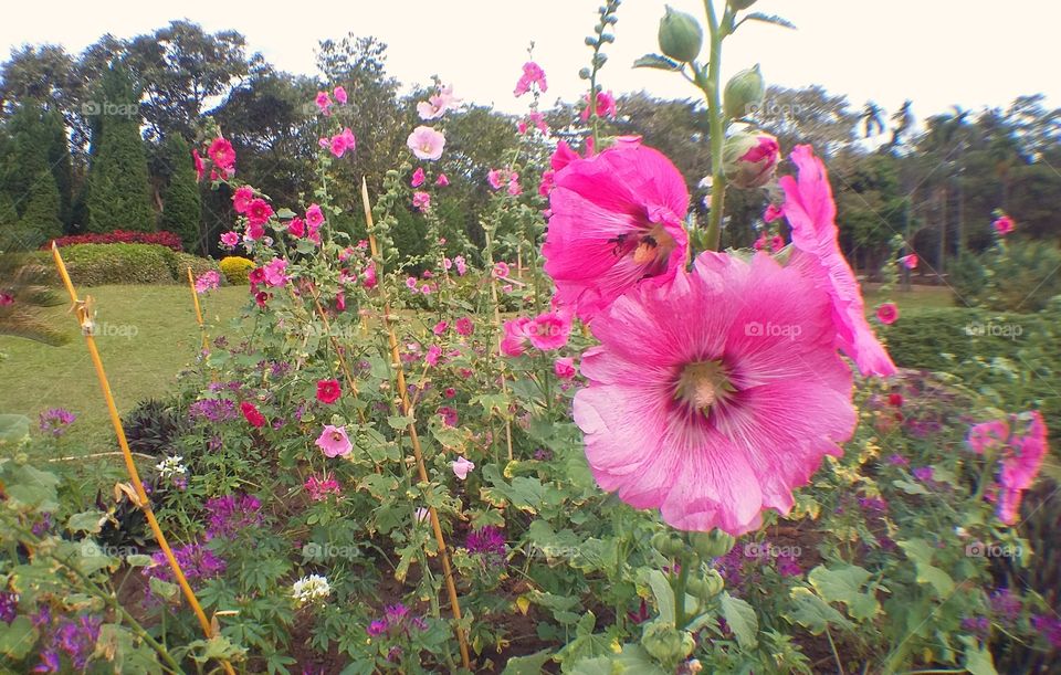 Pink Hollyhock