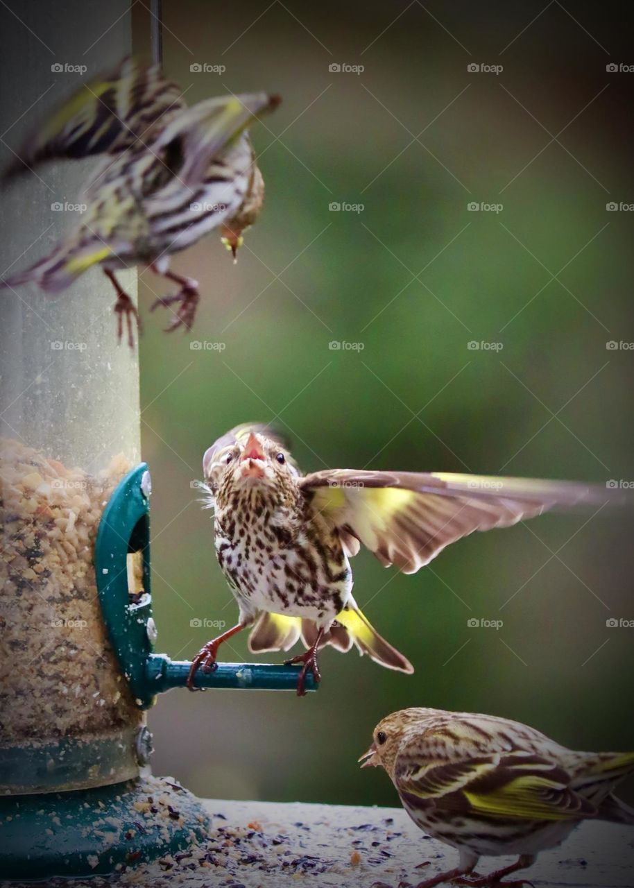 Yellow finches fuss over the tasty seed from a backyard bird feeder in the early months of Spring 