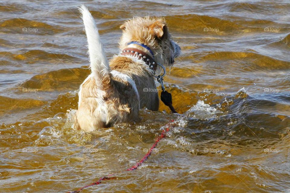 dog on swimming adventure