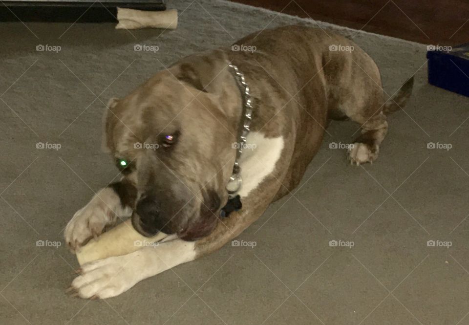 Just a dog & his bone