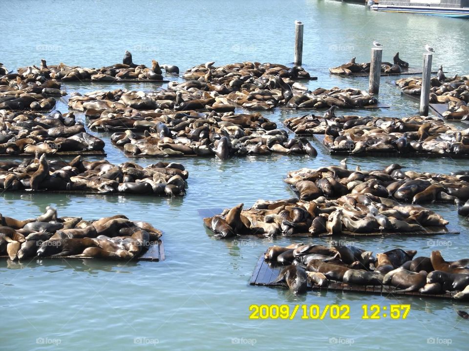 Seals singing at Fisherman's Wharf in San Francisco 2008! Unique singing 🎤 