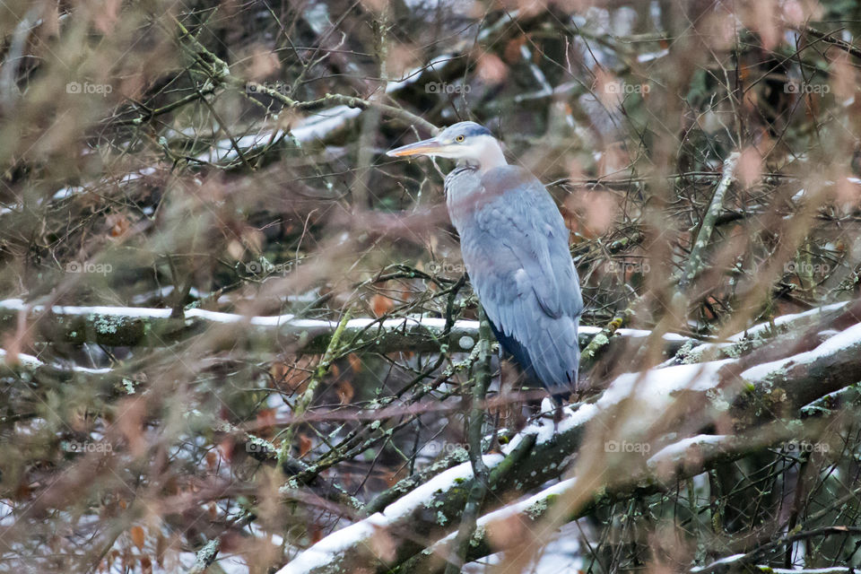 Birdwatching , finding a grey heron sitting on a snowy tree branch in the woods 