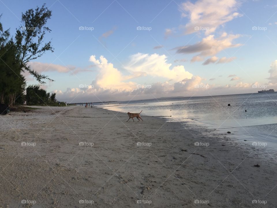 View looking down the Garapan shoreline in Saipan. A golden retriever is visible playing on the beach.