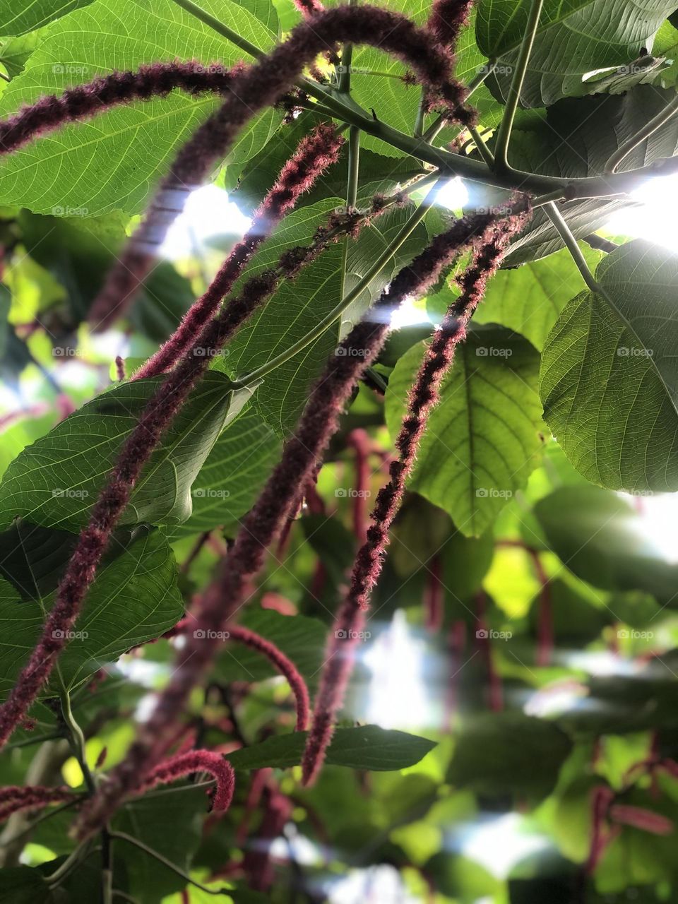 These leaves provided shade as the sun tries to peek through them. I love the color of the Maroon and green which only looks more spectacular due to the bright sun.