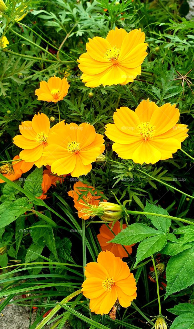 beautiful plant with orange flowers, simple and delicate, but very striking to the eye