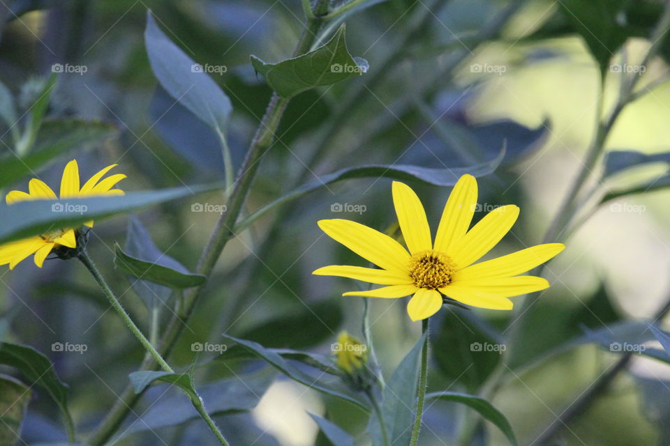 a yellow sunflower basking in the early morning breeze, in a community garden. In the state's capital of Sacramento California.
