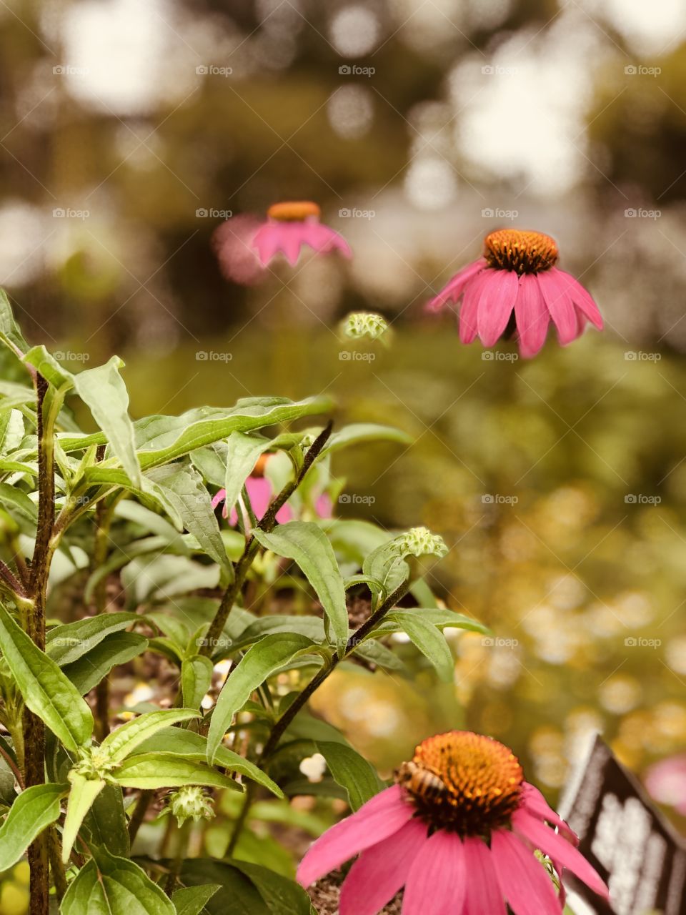 Purple Cone Flower