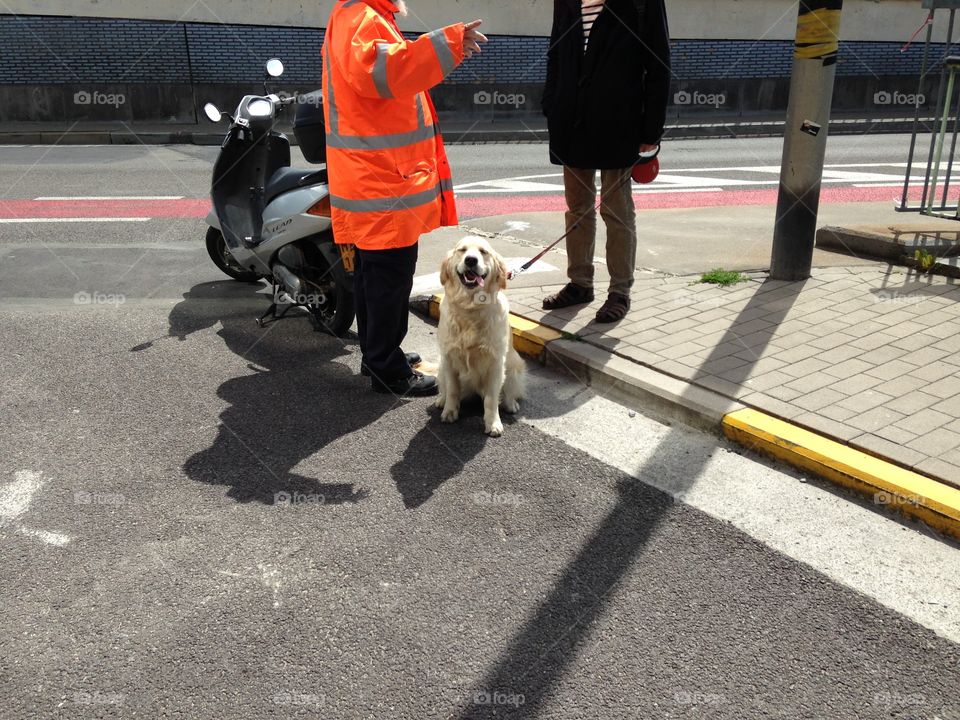 Smiling dog at the street 