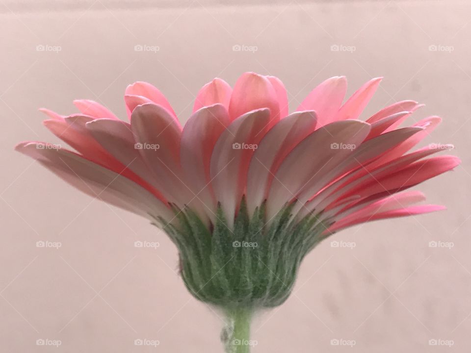 Pink Daisy flower in Thailand 