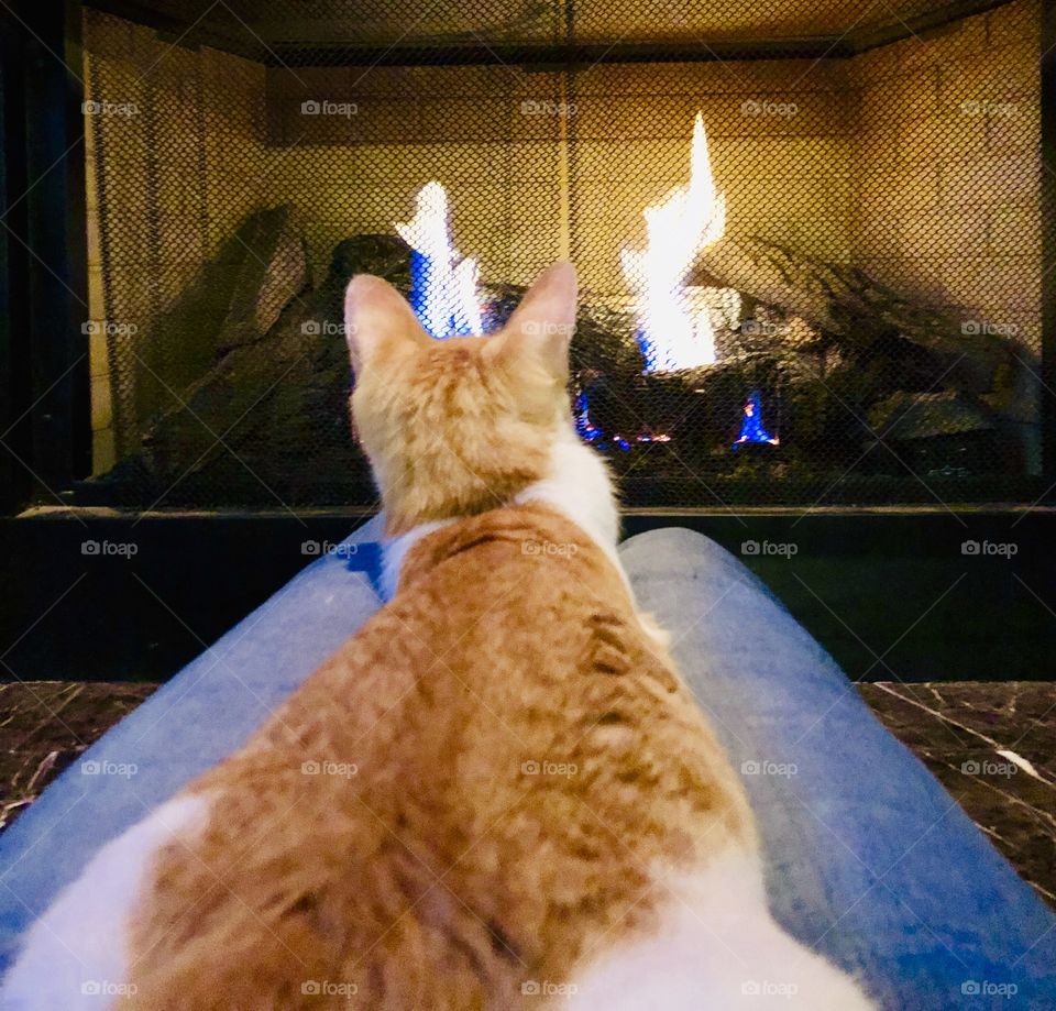 Cozy Kitty in winter warming by the fireplace 