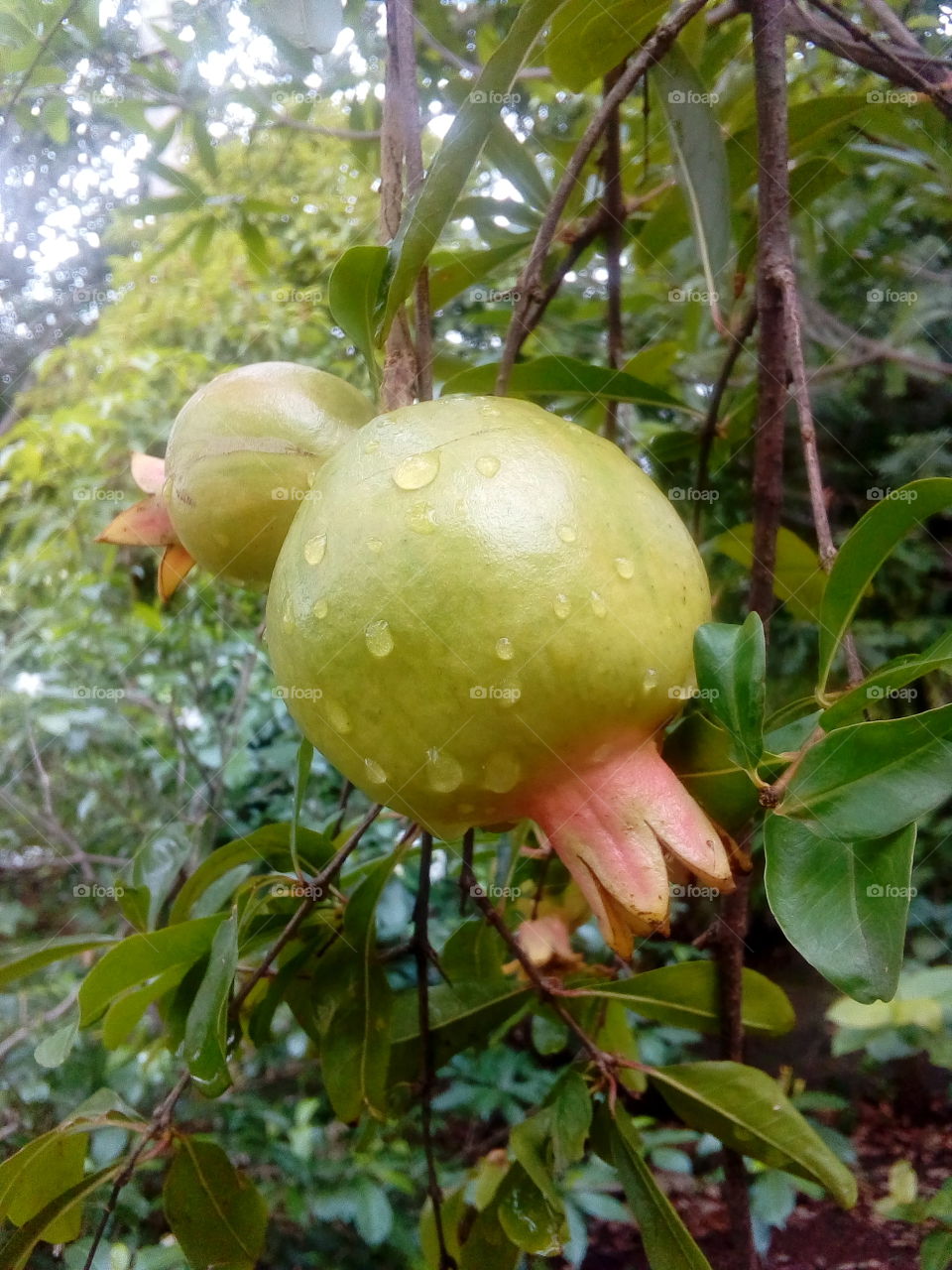 Fruit