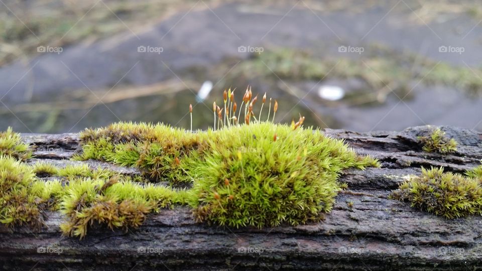 Moss grows on wood