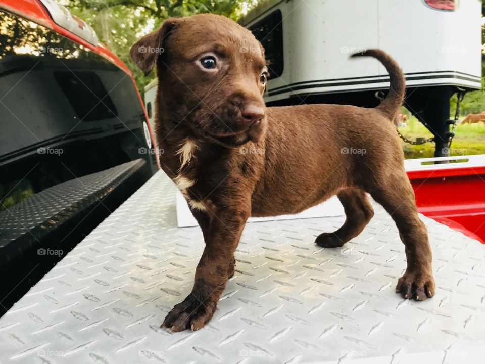 Little Coco, a Chocolate Labrador and Pitt Bull mix, is dreaming of being a big girl riding in the back of the truck in the South Georgia woods. 