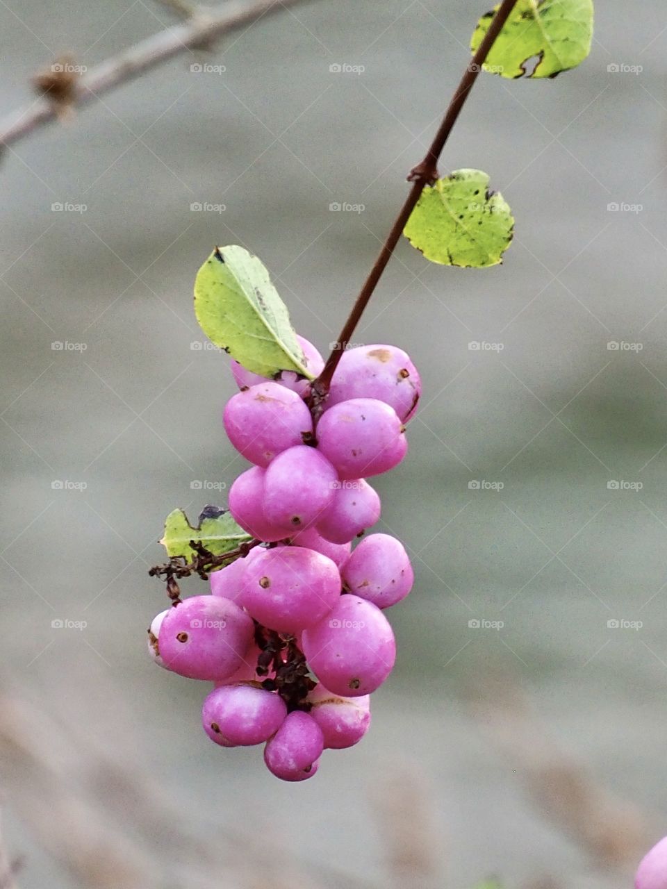 Pink snowberry