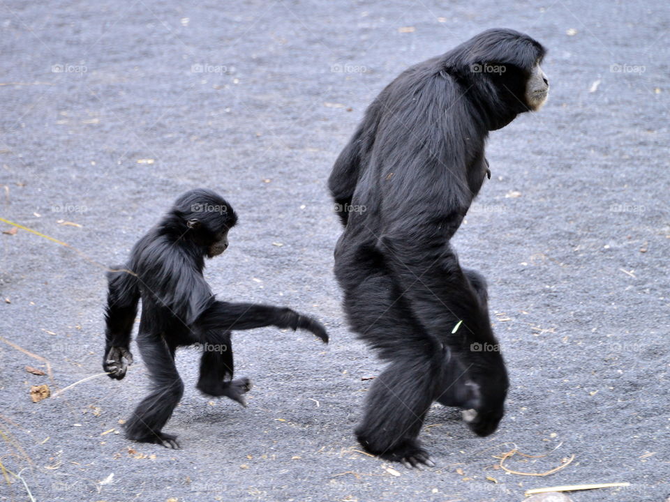 Close-up of two siamang walking