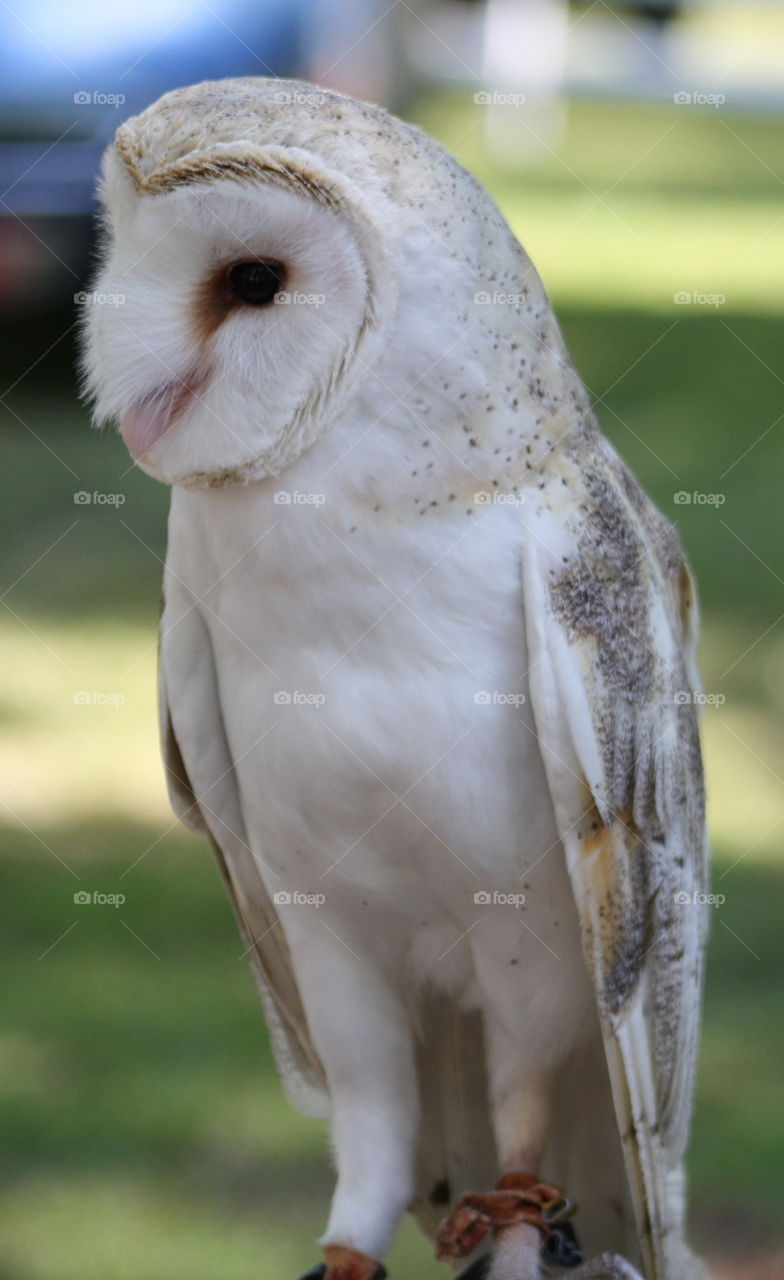 A beautiful adult barn owl posing at an exhibit set up by a local raptor center.
