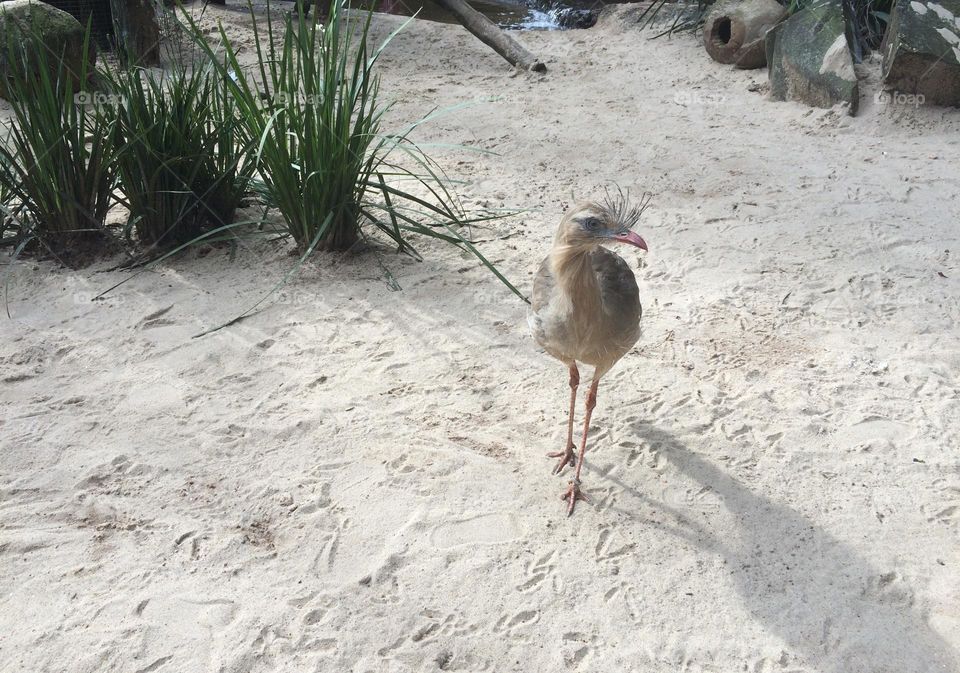 Exotic bird around the nature 