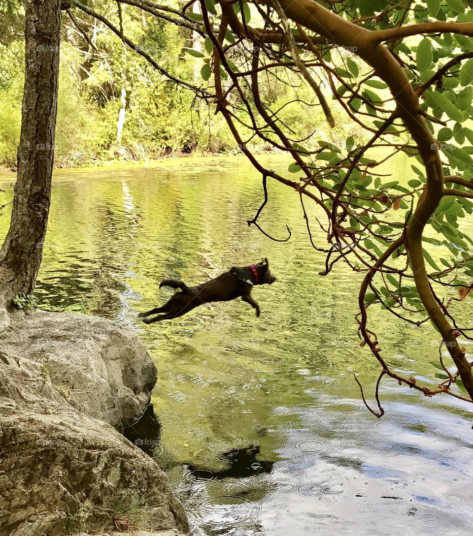 Labrador retriever leaps into lake - dog big jump and play